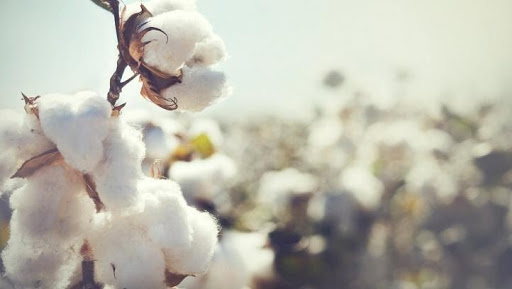 Cotton